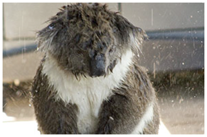 Wet Koala, Australian Bushfires